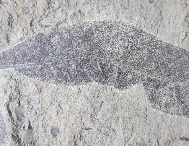 Quercus rhenana (KRAUSEL & WEYLAND 1950) - Bild © FossNet FossilienStore